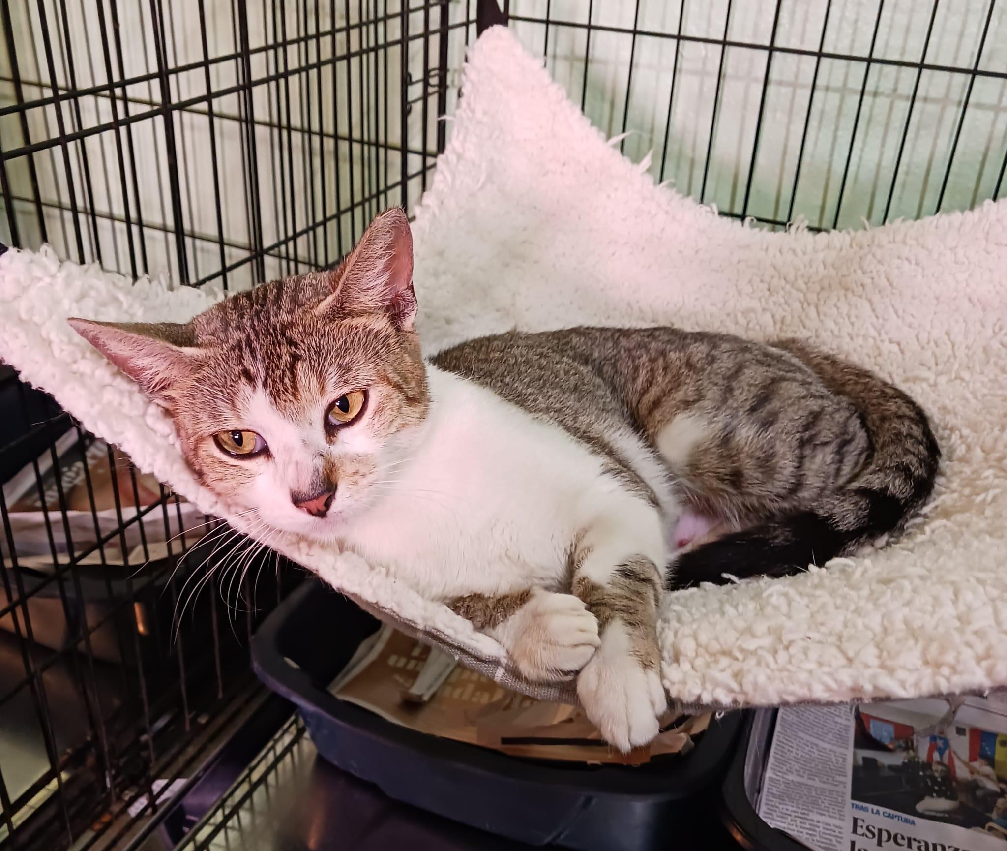 Fantasia, a Adoptable Domestic Short Hair in Windsor Locks, CT image 5/6