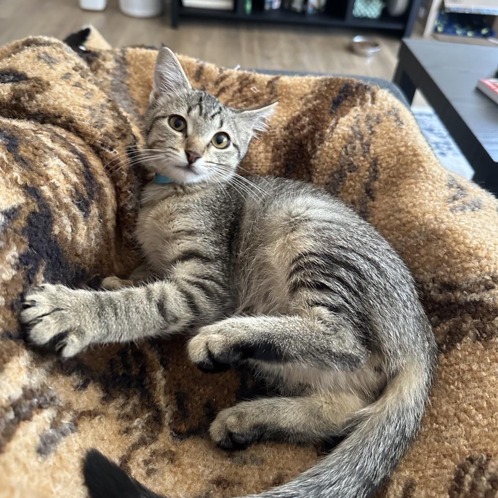Kiki, a Adoptable mixed breed in Fort Collins, CO image 2/6