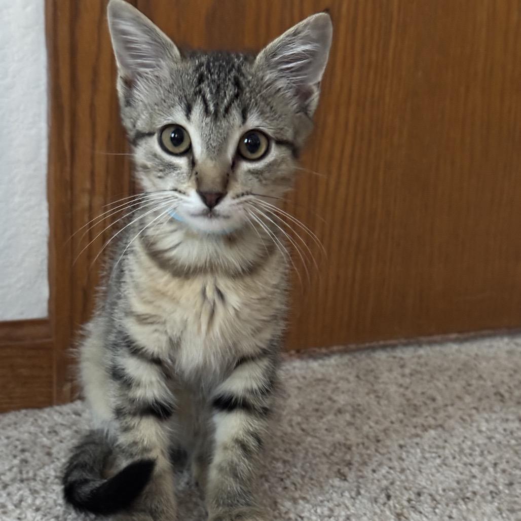 Kiki, a Adoptable mixed breed in Fort Collins, CO image 3/6