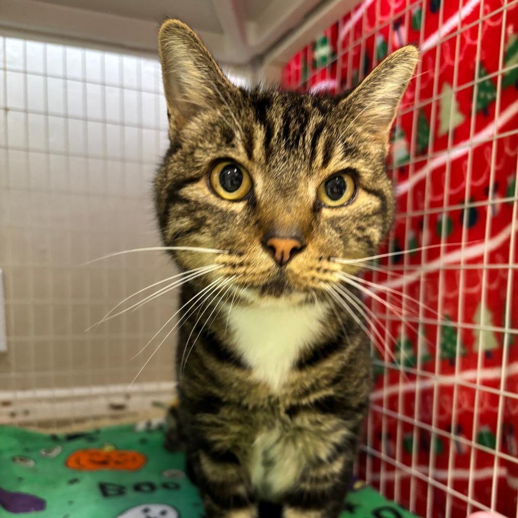 Hopkins, Adoptable, Adult Male Domestic Short Hair.