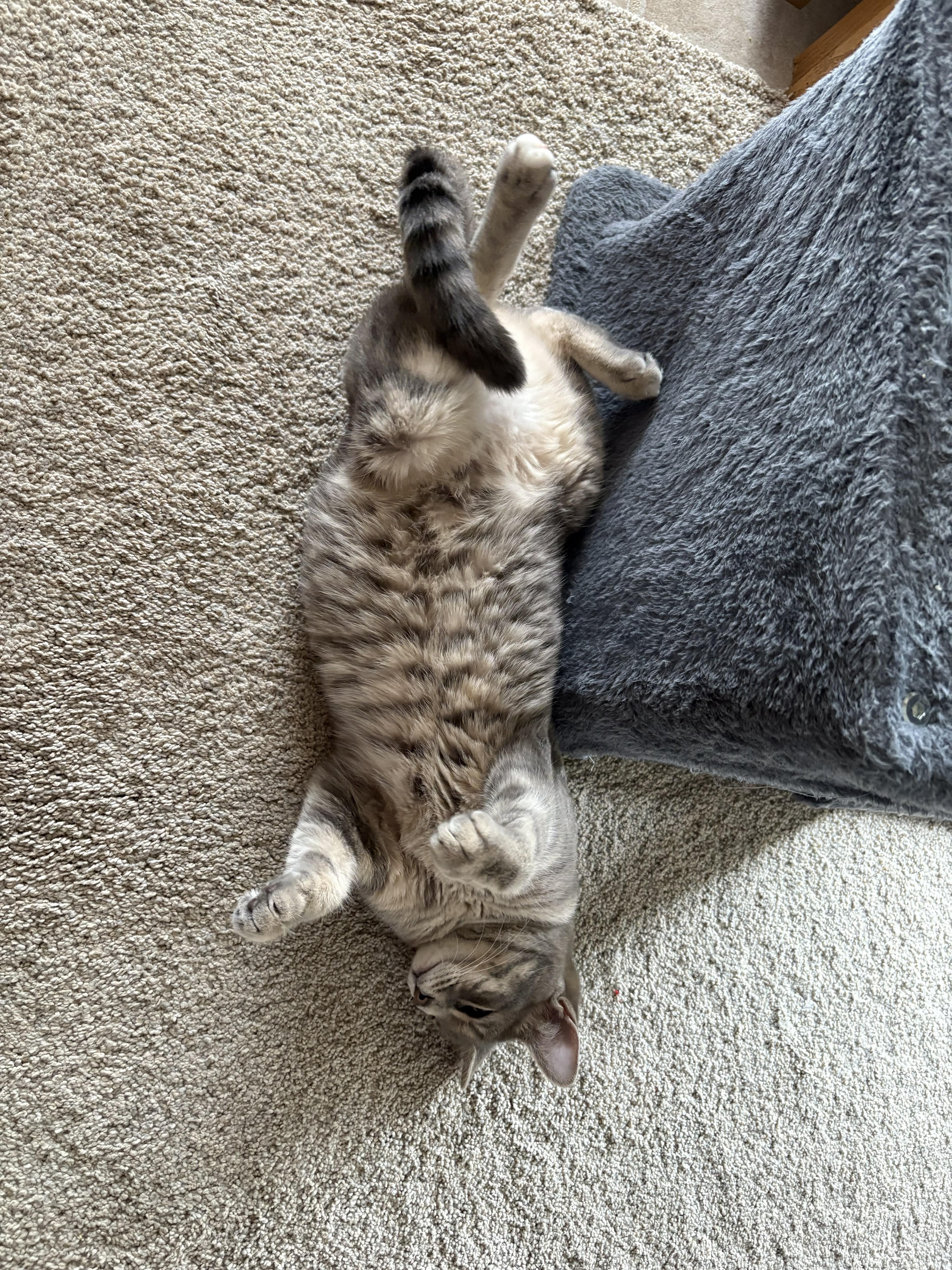 Hillary & Harper **Bonded Pair**