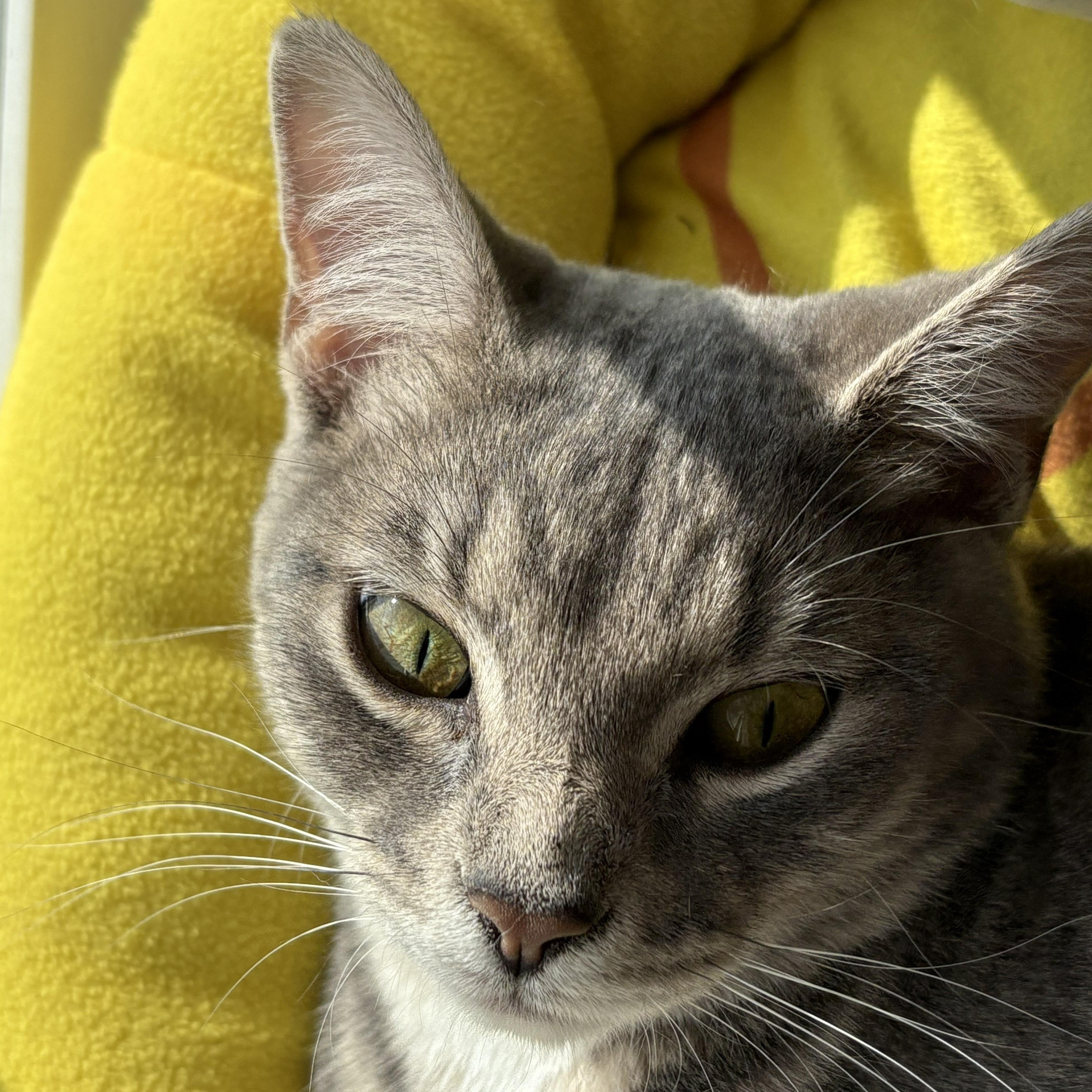 Hillary & Harper **Bonded Pair**