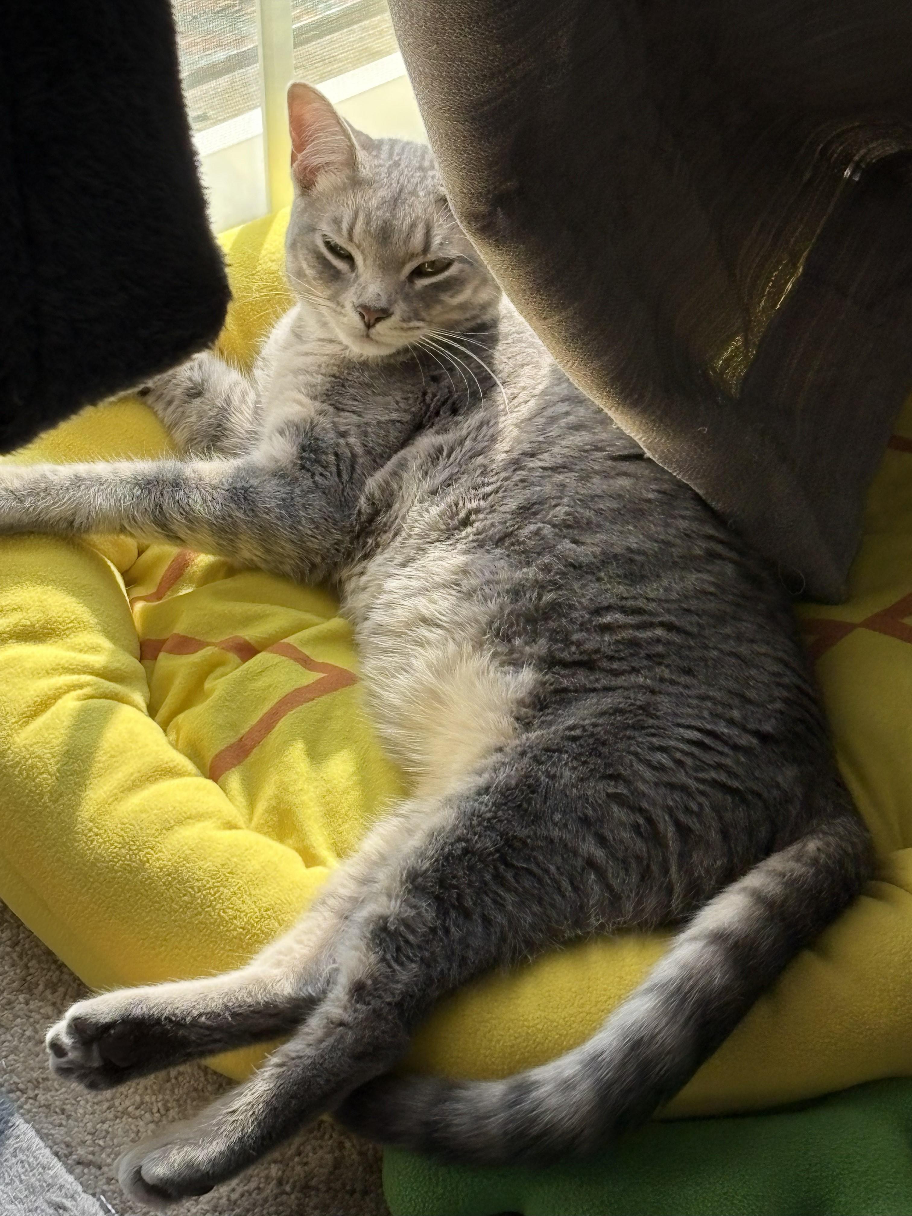 Hillary & Harper **Bonded Pair**