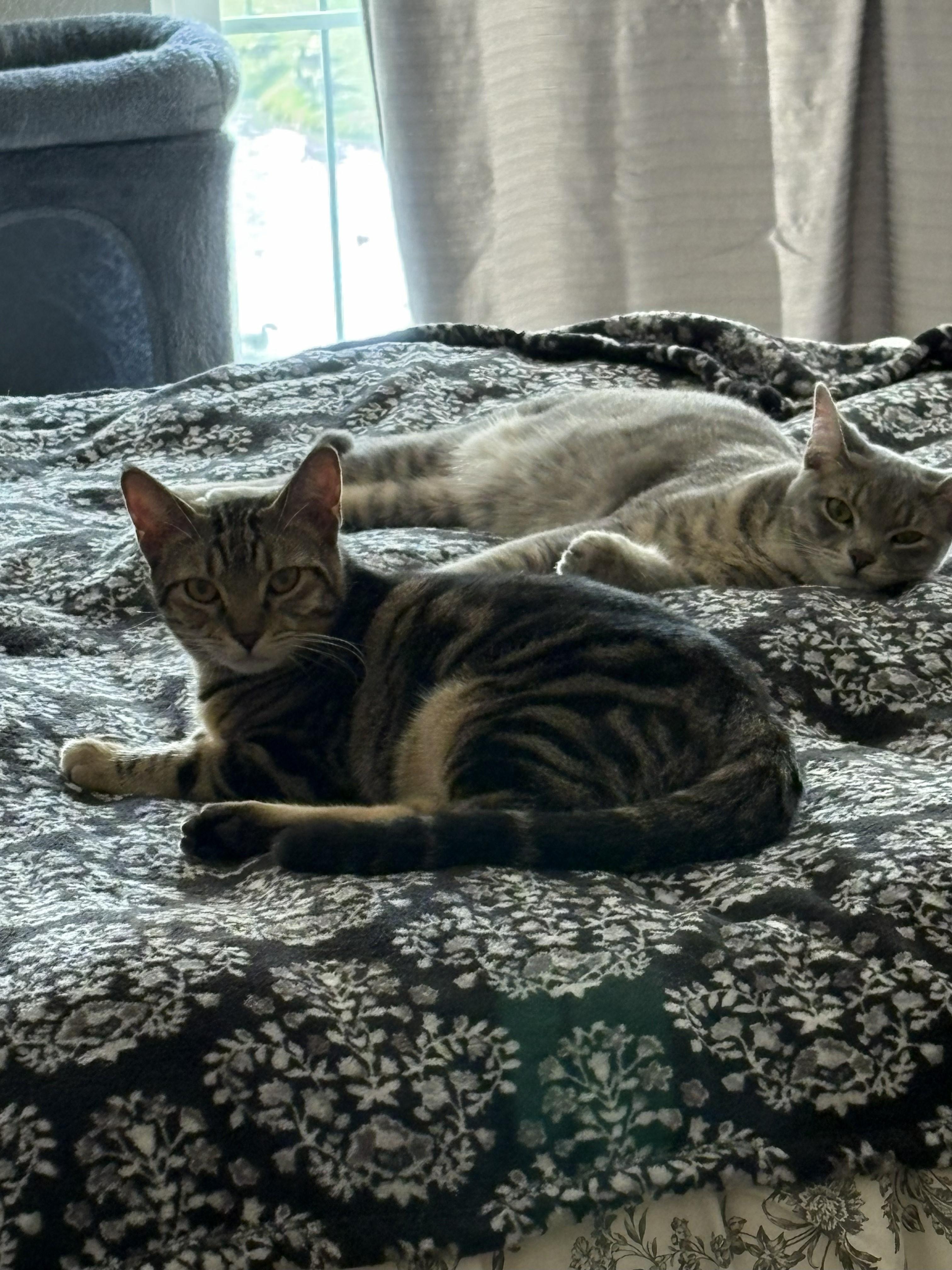 Hillary & Harper **Bonded Pair**