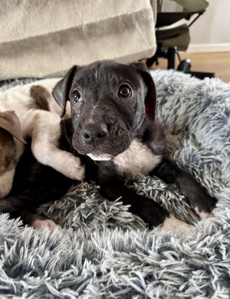 Wyatt, Adoptable, Puppy Male Pit Bull Terrier & Labrador Retriever.