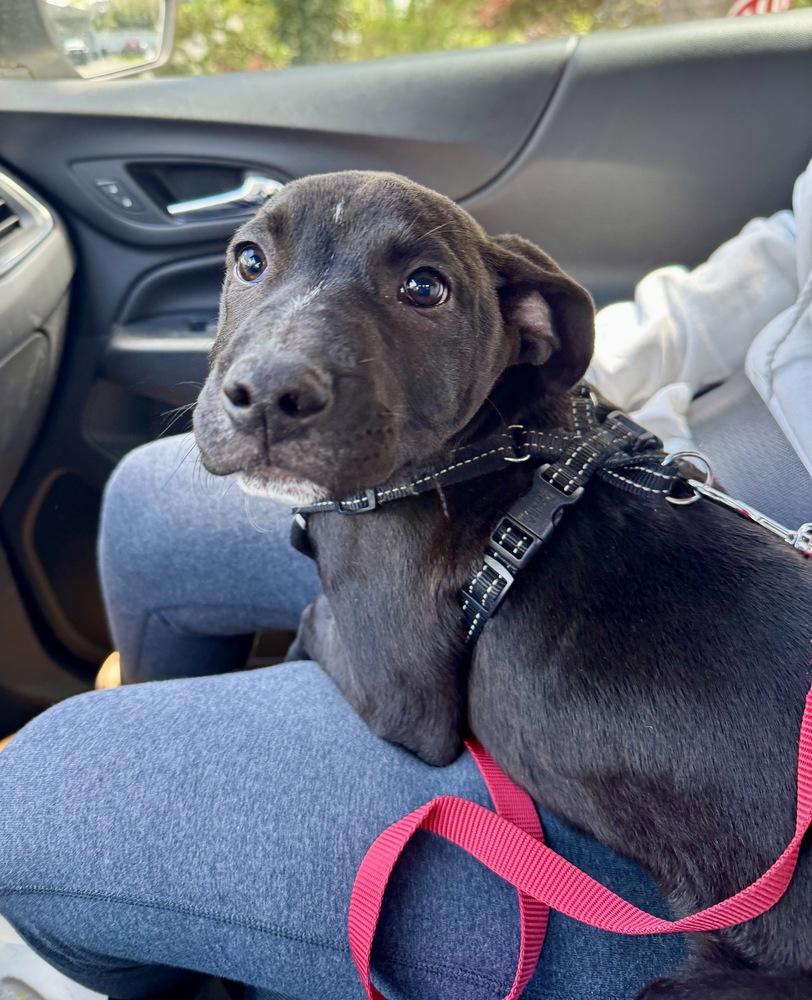 Wyatt, a Adoptable mixed breed in Greenlawn, NY image 1/5