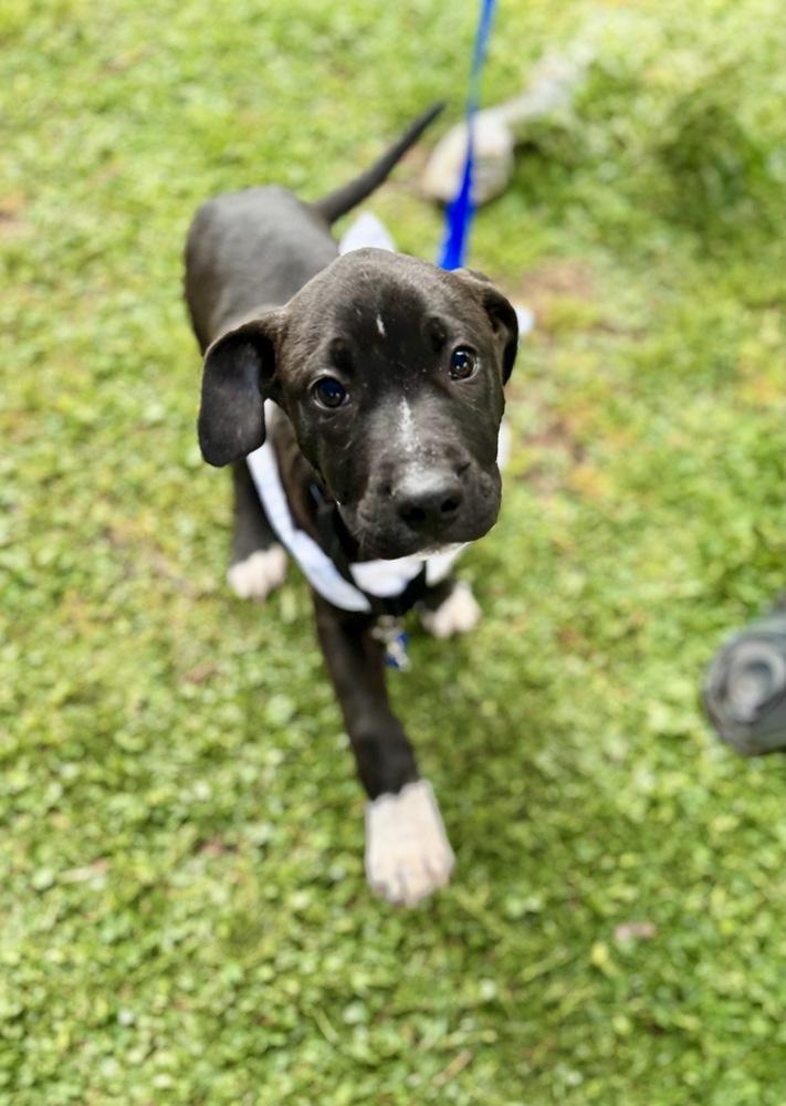 Enlarge Wyatt, a Adoptable mixed breed in Greenlawn, NY image 2/6