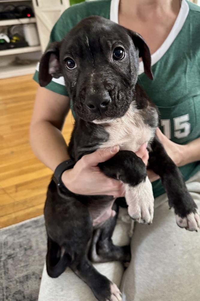 Enlarge Wyatt, a Adoptable mixed breed in Greenlawn, NY image 3/6