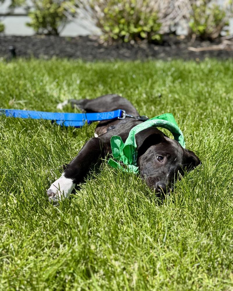 Wyatt, a Adoptable mixed breed in Greenlawn, NY image 2/5