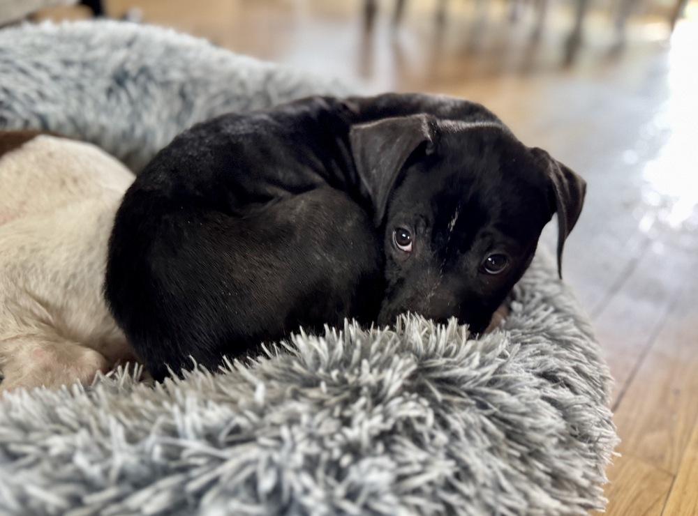 Enlarge Wyatt, a Adoptable mixed breed in Greenlawn, NY image 4/6