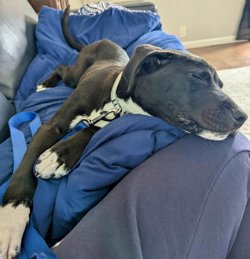 Wyatt, Adoptable, Puppy Male Pit Bull Terrier & Labrador Retriever.