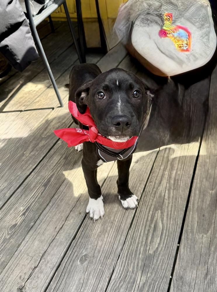 Wyatt, a Adoptable mixed breed in Greenlawn, NY image 3/5