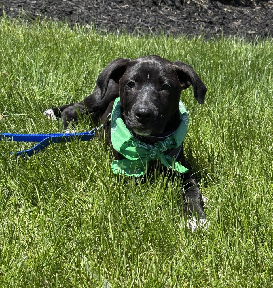 Wyatt, a Adoptable mixed breed in Greenlawn, NY image 4/5