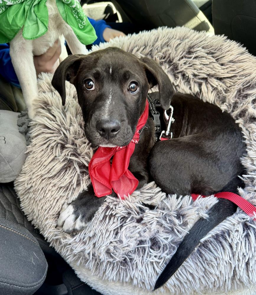 Wyatt, a Adoptable mixed breed in Greenlawn, NY image 5/5