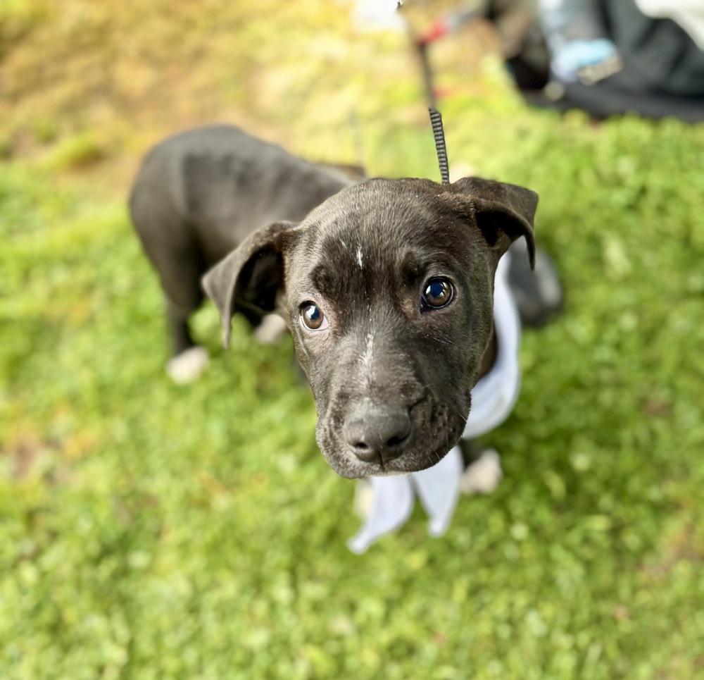 Enlarge Wyatt, a Adoptable mixed breed in Greenlawn, NY image 5/6