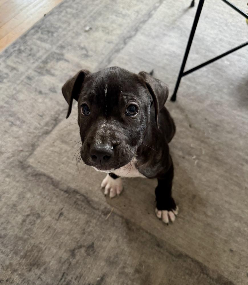 Enlarge Wyatt, a Adoptable mixed breed in Greenlawn, NY image 6/6