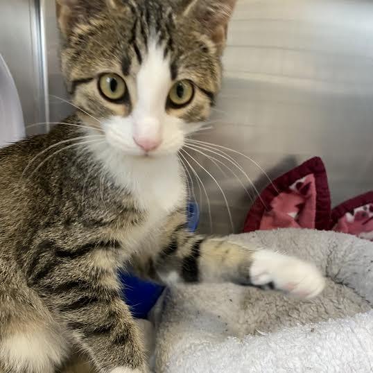 Mica, Adoptable, Young Male Tabby.