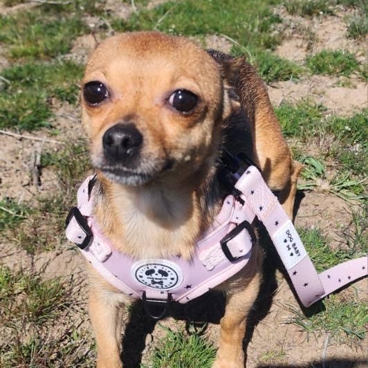 Enlarge Solara, an adopted mixed breed in Marysville, WA image 2/4