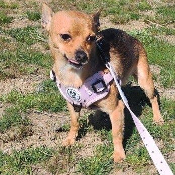 Enlarge Solara, an adopted mixed breed in Marysville, WA image 1/4