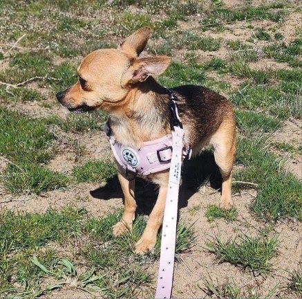 Enlarge Solara, an adopted mixed breed in Marysville, WA image 3/4