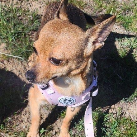 Enlarge Solara, an adopted mixed breed in Marysville, WA image 4/4