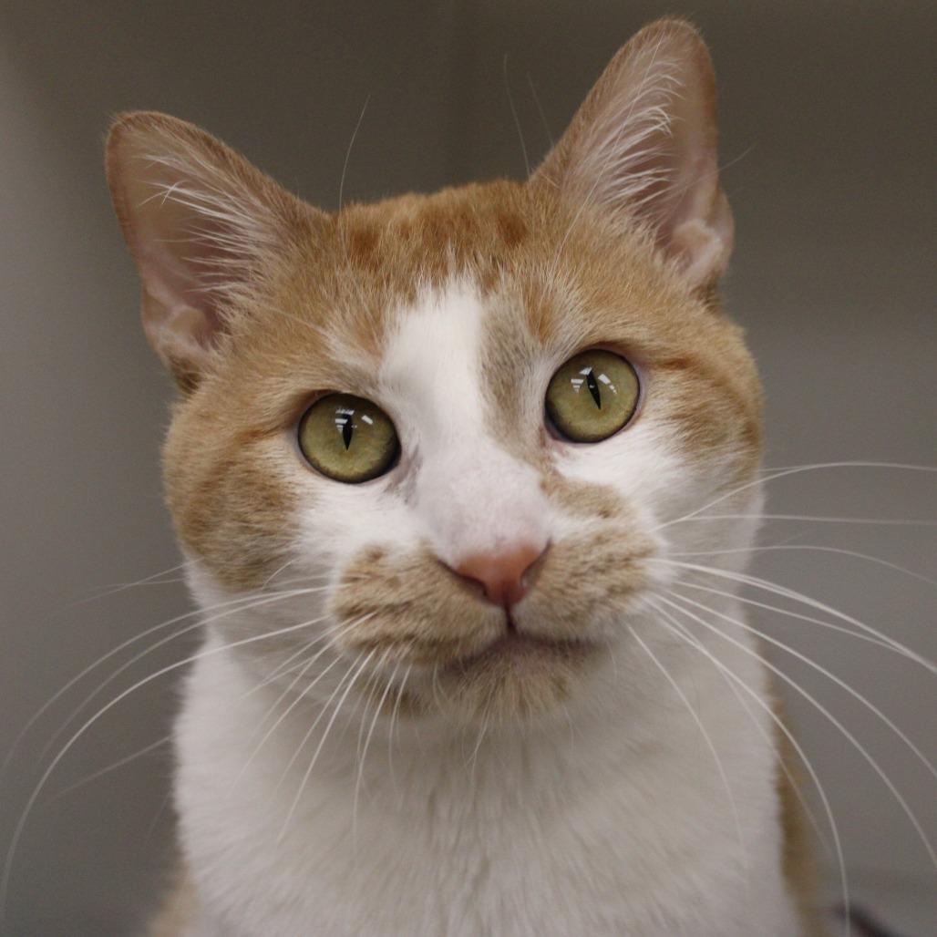 Enlarge Schnitzel, a Adoptable Domestic Short Hair in Champaign, IL image 1/5