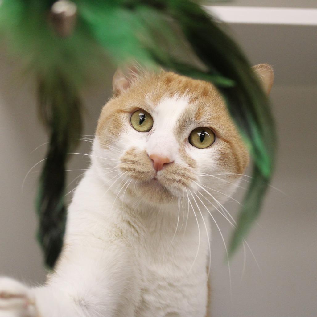 Enlarge Schnitzel, a Adoptable Domestic Short Hair in Champaign, IL image 2/5