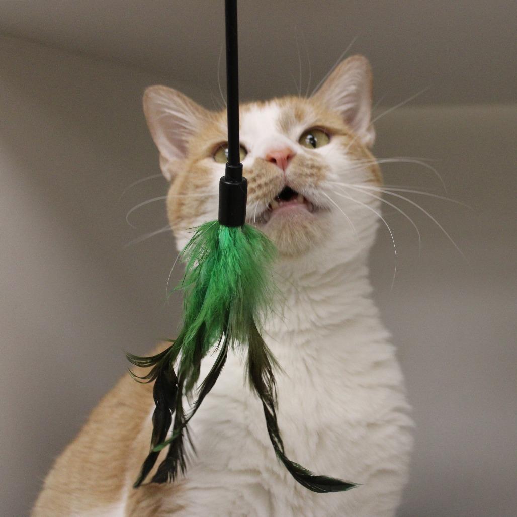 Enlarge Schnitzel, a Adoptable Domestic Short Hair in Champaign, IL image 4/5