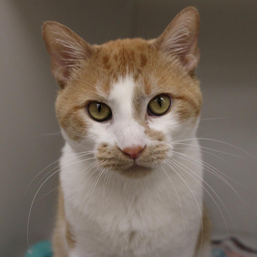 Enlarge Schnitzel, a Adoptable Domestic Short Hair in Champaign, IL image 5/5