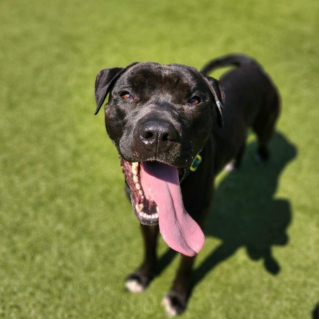 Enlarge Alfred, a Adoptable Pit Bull Terrier in Greensboro, NC image 1/5