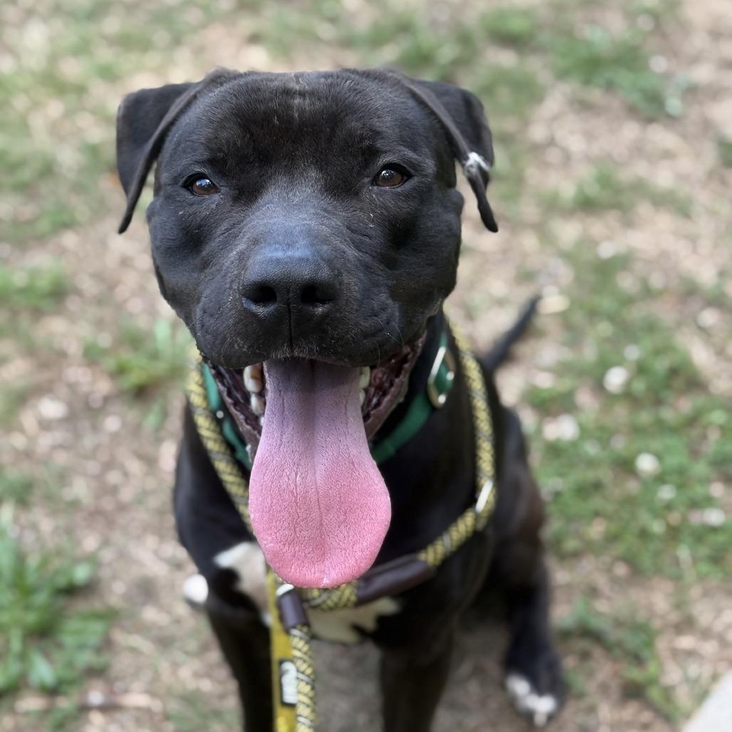 Enlarge Alfred, a Adoptable Pit Bull Terrier in Greensboro, NC image 2/5