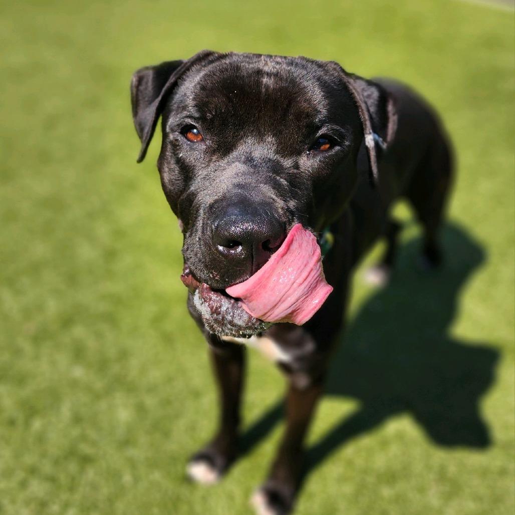 Enlarge Alfred, a Adoptable Pit Bull Terrier in Greensboro, NC image 3/5