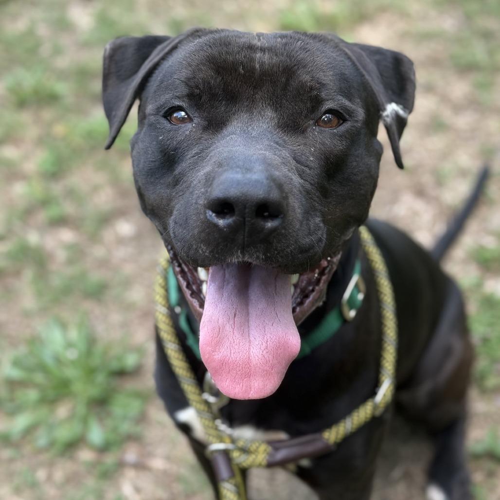 Enlarge Alfred, a Adoptable Pit Bull Terrier in Greensboro, NC image 4/5