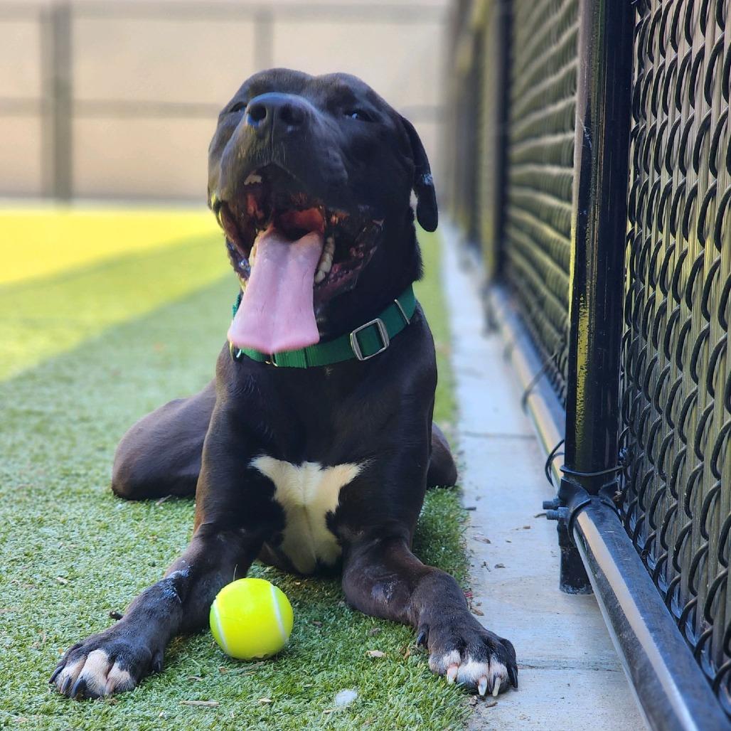 Enlarge Alfred, a Adoptable Pit Bull Terrier in Greensboro, NC image 5/5