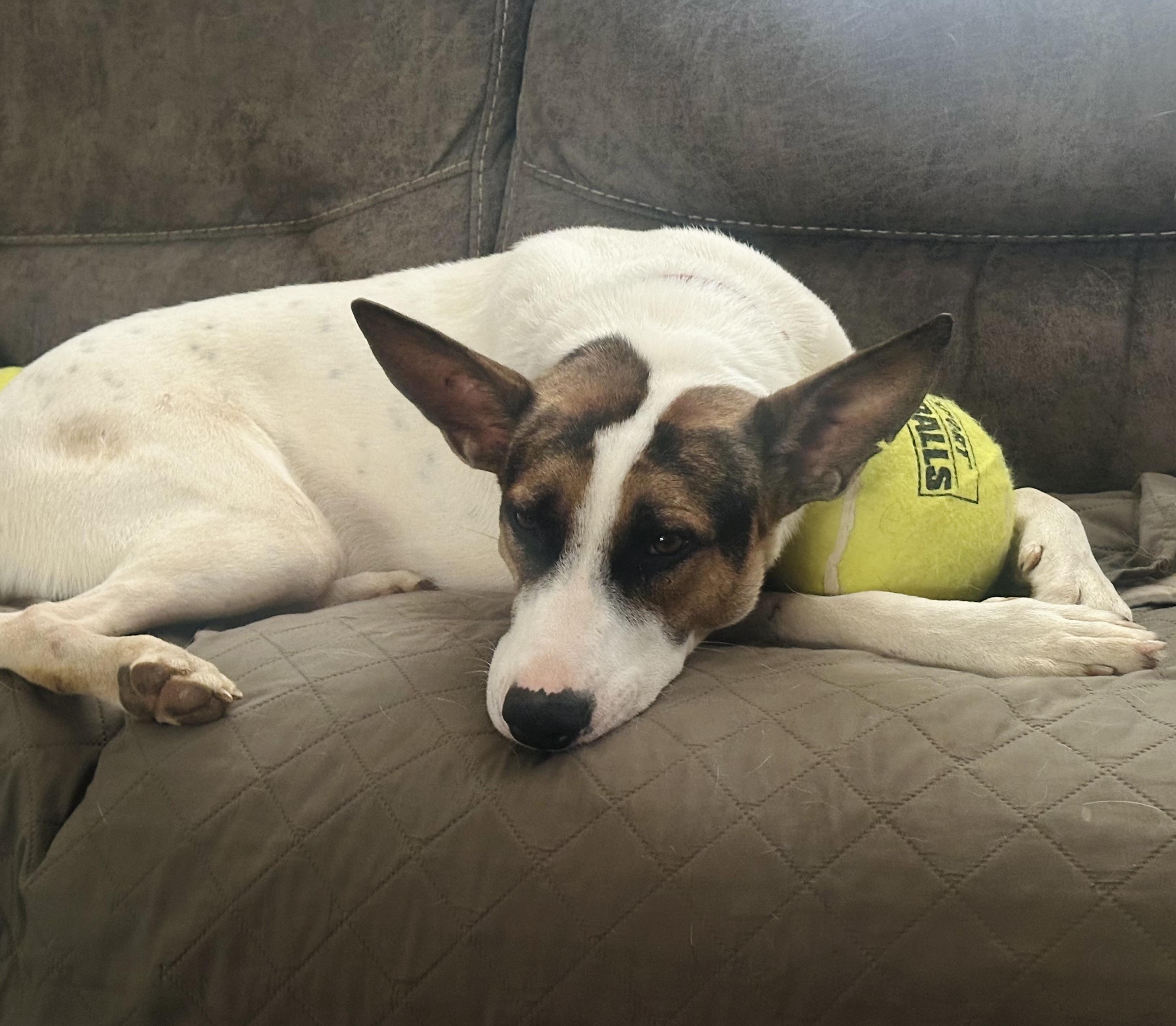 Enlarge Courtesy Listing-Krypto, a ADOPTABLE mixed breed in Carthage, NC image 2/4