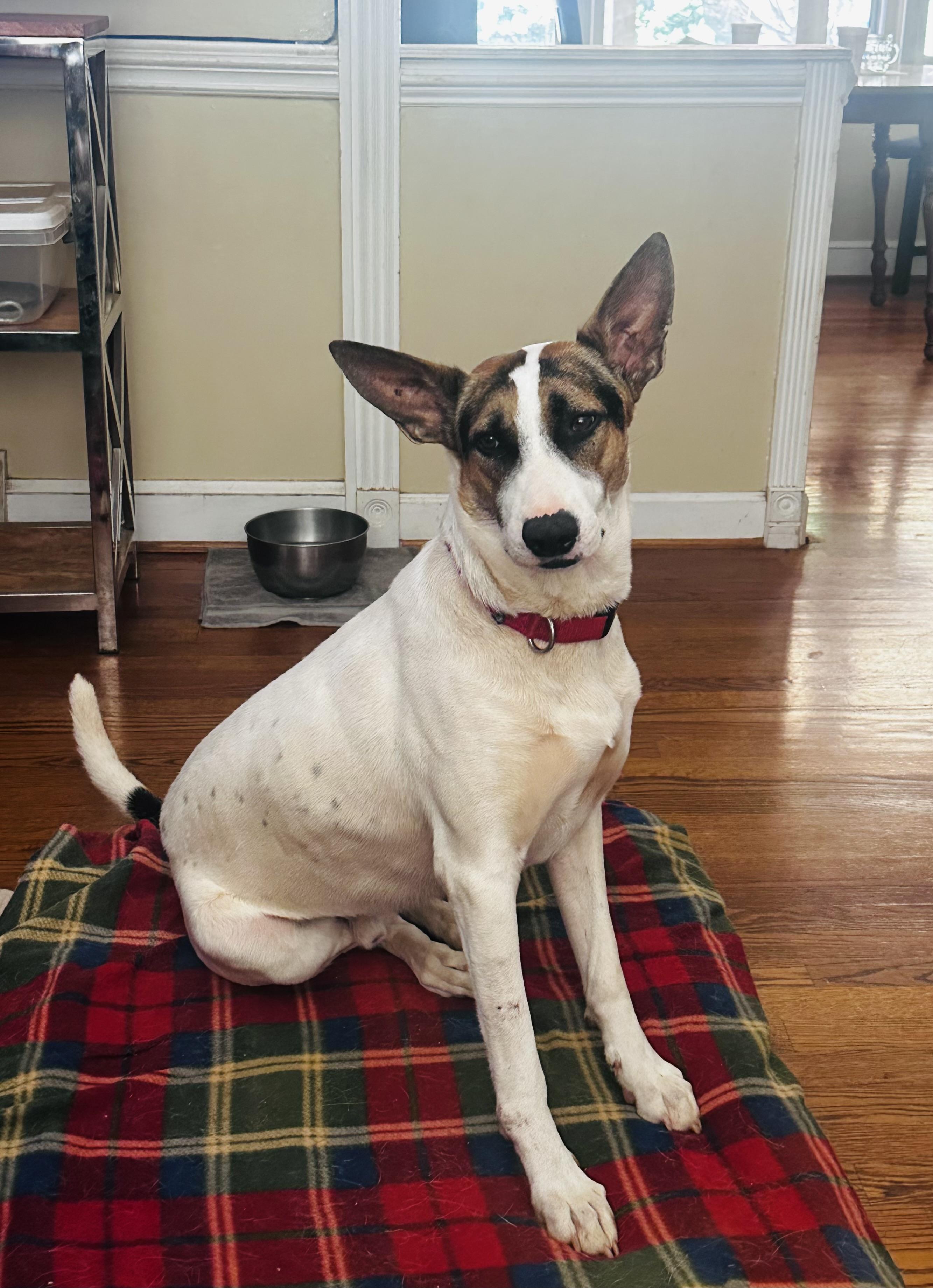 Enlarge Courtesy Listing-Krypto, a ADOPTABLE mixed breed in Carthage, NC image 3/4