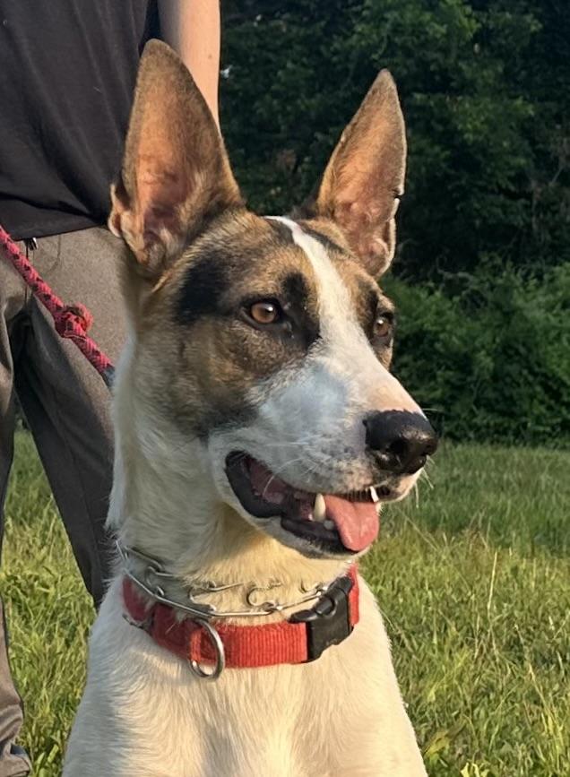 Enlarge Courtesy Listing-Krypto, a ADOPTABLE mixed breed in Carthage, NC image 1/4
