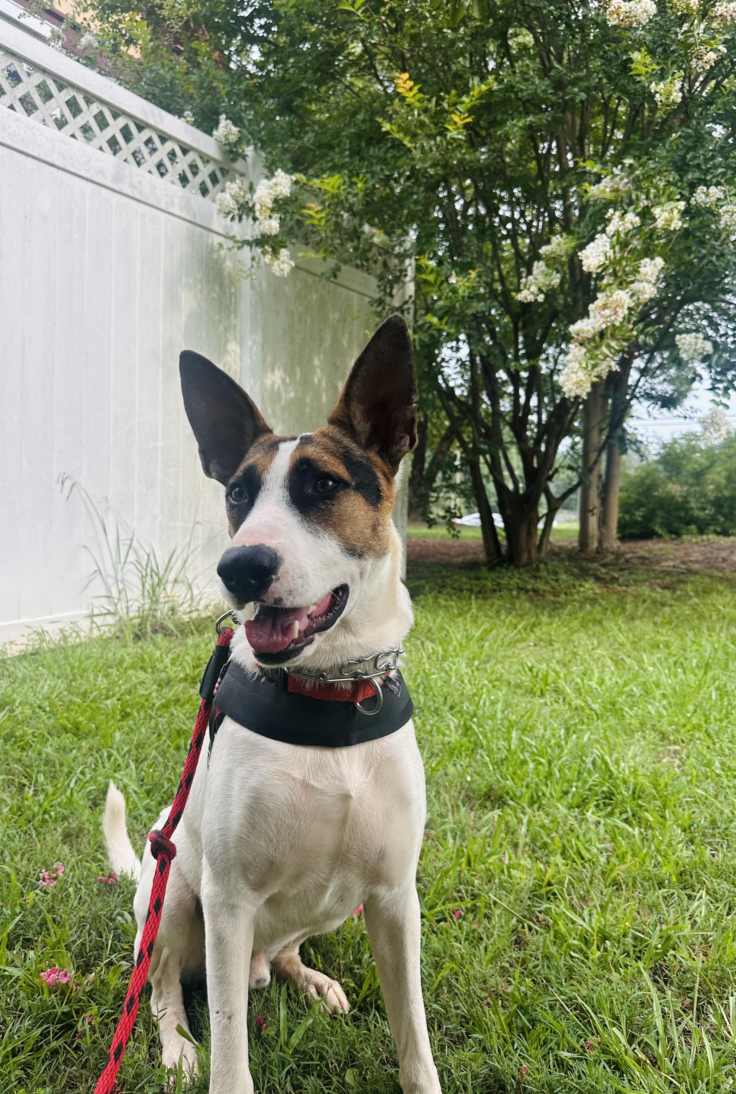 Enlarge Courtesy Listing-Krypto, a ADOPTABLE mixed breed in Carthage, NC image 4/4