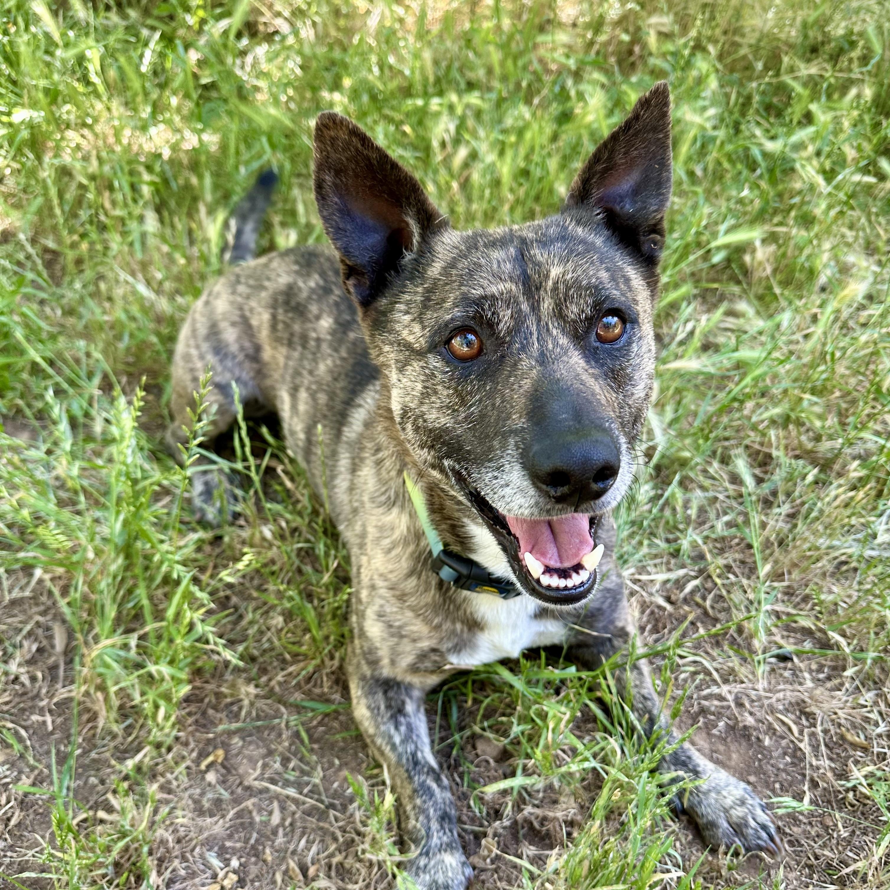 Enlarge Peanut, an adoptable mixed breed in Sonora, CA image 1/6