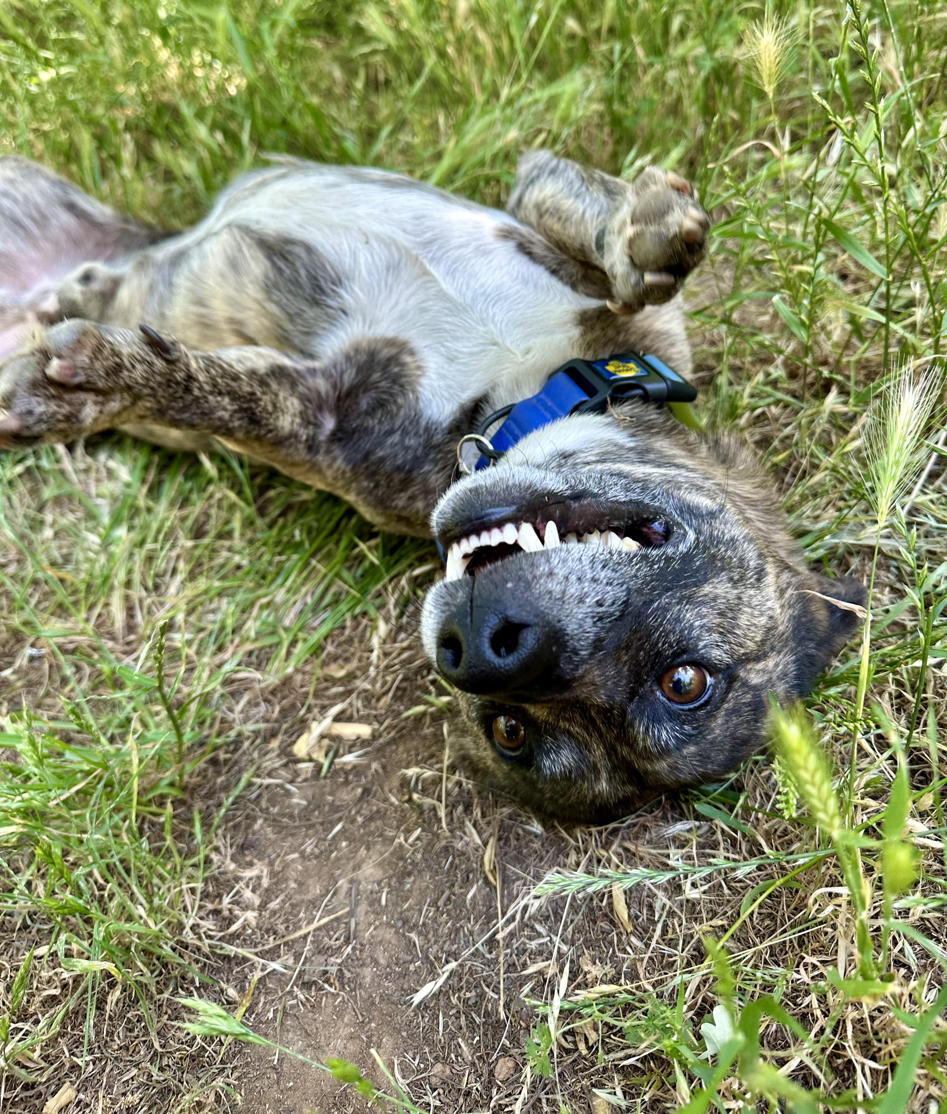 Enlarge Peanut, an adoptable mixed breed in Sonora, CA image 5/6