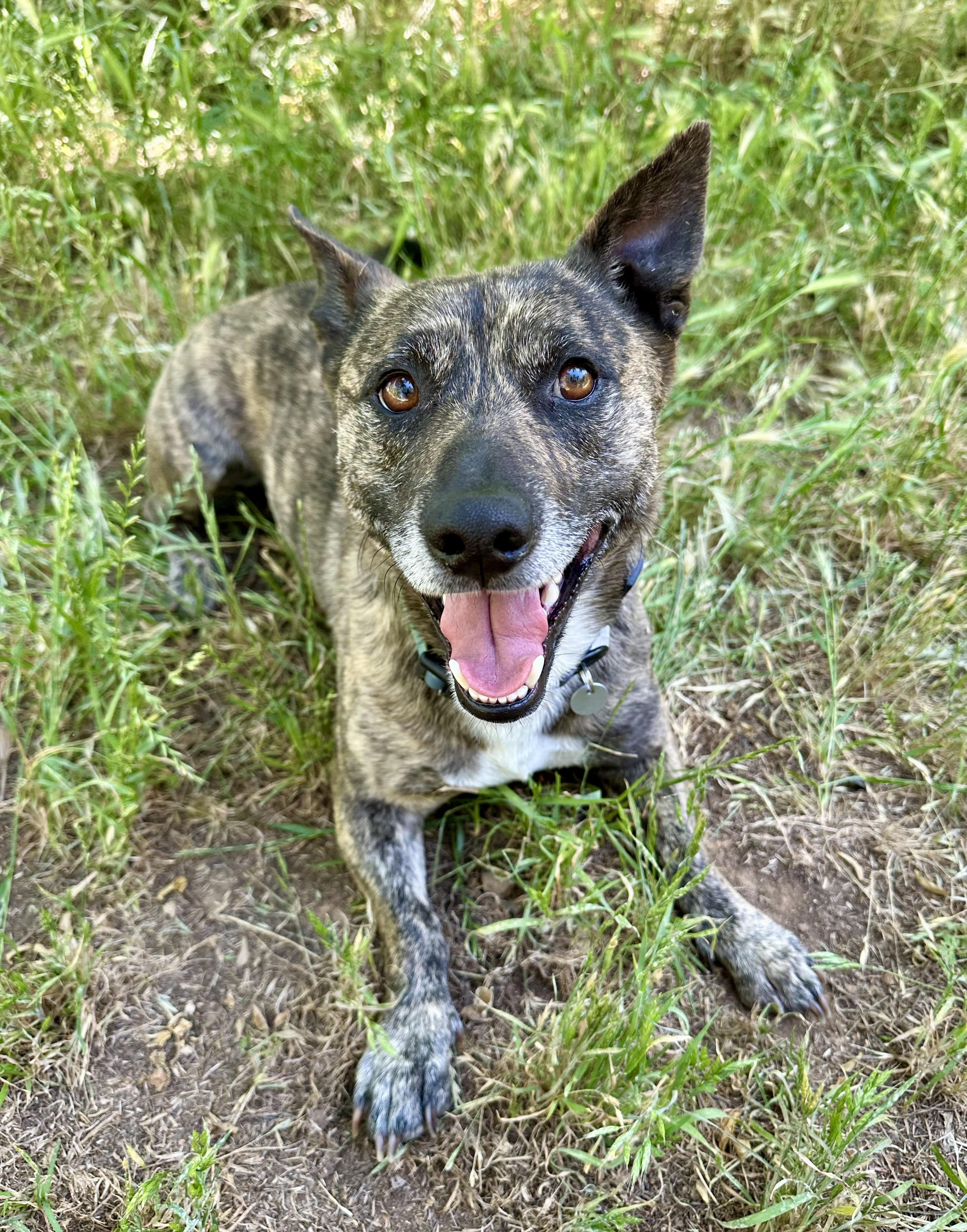Enlarge Peanut, an adoptable mixed breed in Sonora, CA image 3/6