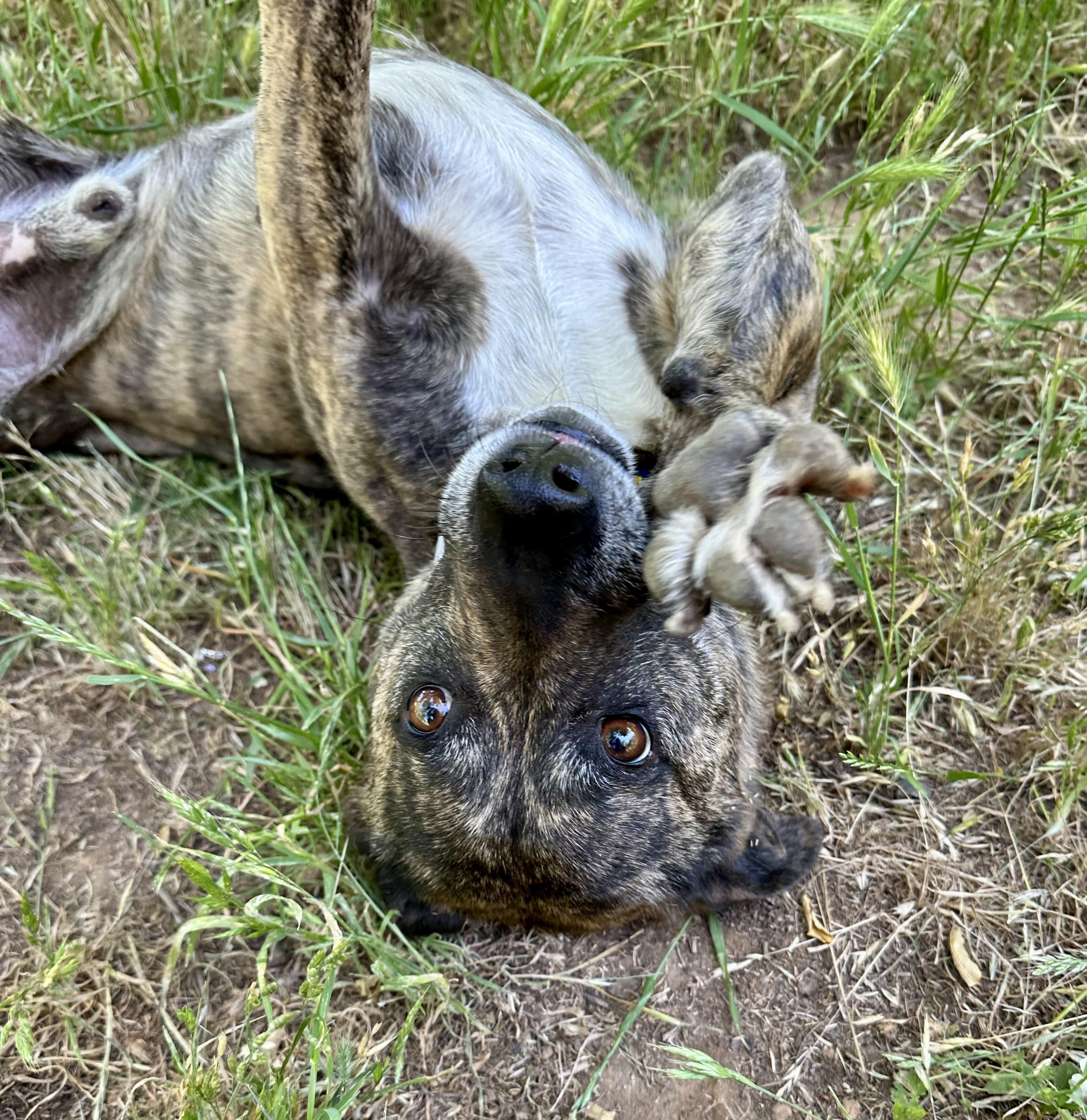 Enlarge Peanut, an adoptable mixed breed in Sonora, CA image 6/6