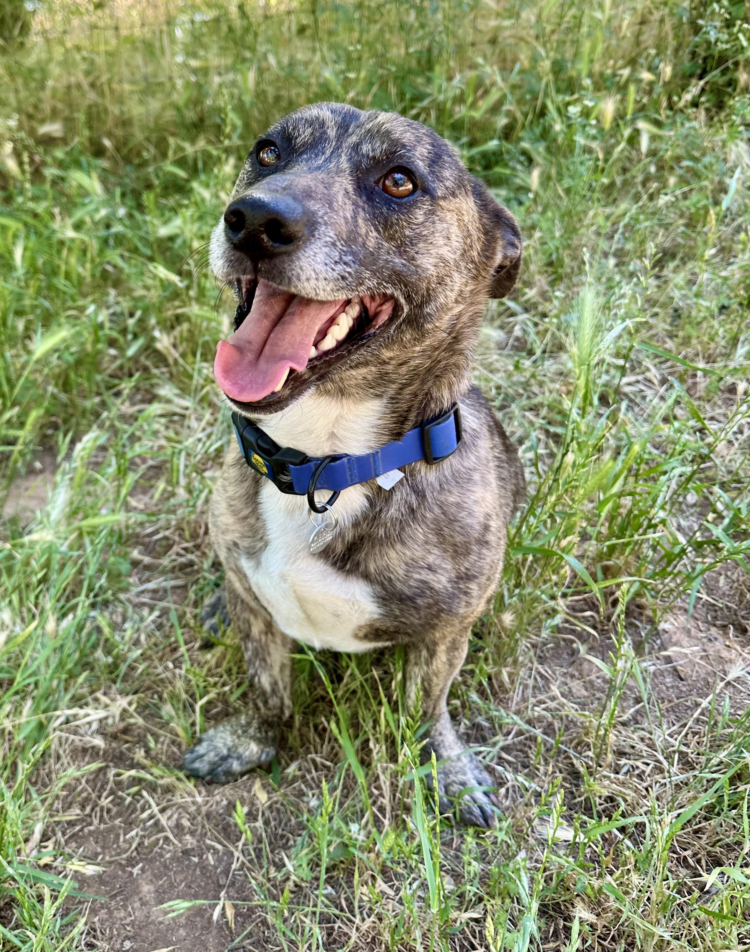 Enlarge Peanut, an adoptable mixed breed in Sonora, CA image 4/6