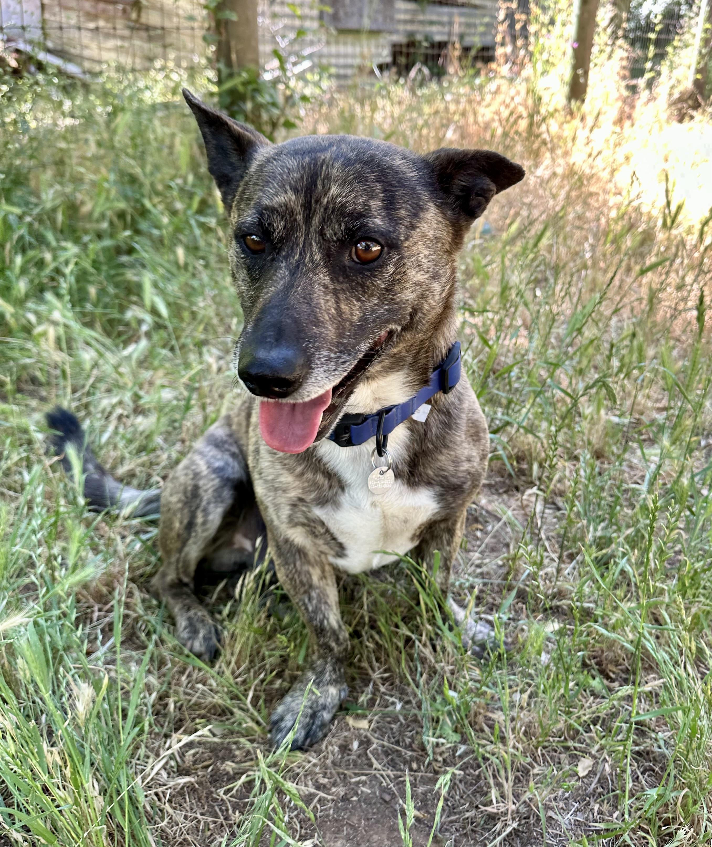 Enlarge Peanut, an adoptable mixed breed in Sonora, CA image 2/6