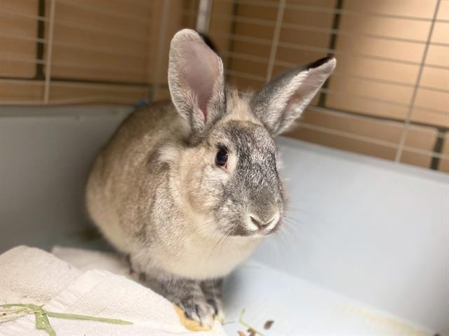 Enlarge FOLINA, a Adoptable Bunny Rabbit in Fort Wayne, IN image 2/2