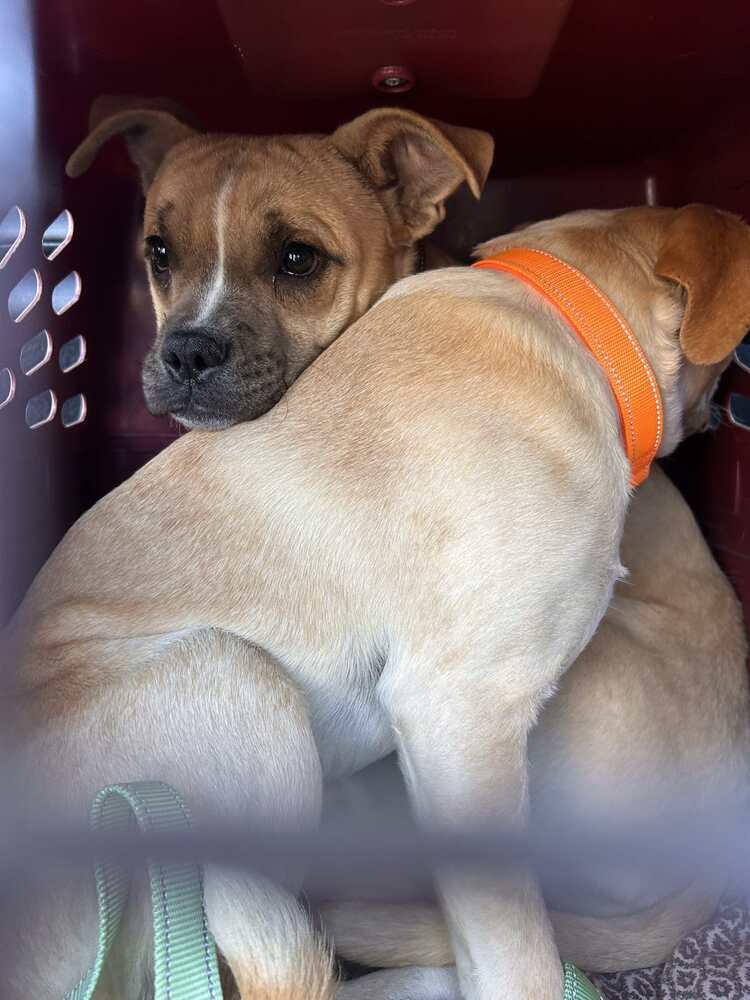 Enlarge Bruce, a Adoptable mixed breed in Rathdrum, ID image 1/3