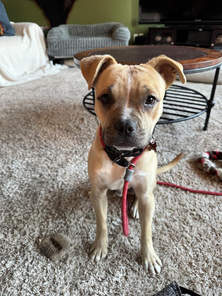 Enlarge Bruce, a Adoptable mixed breed in Rathdrum, ID image 2/3