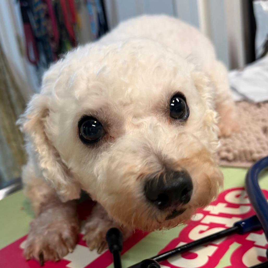 Pop, a Adoptable Bichon Frise in West Chester, PA image 1/4