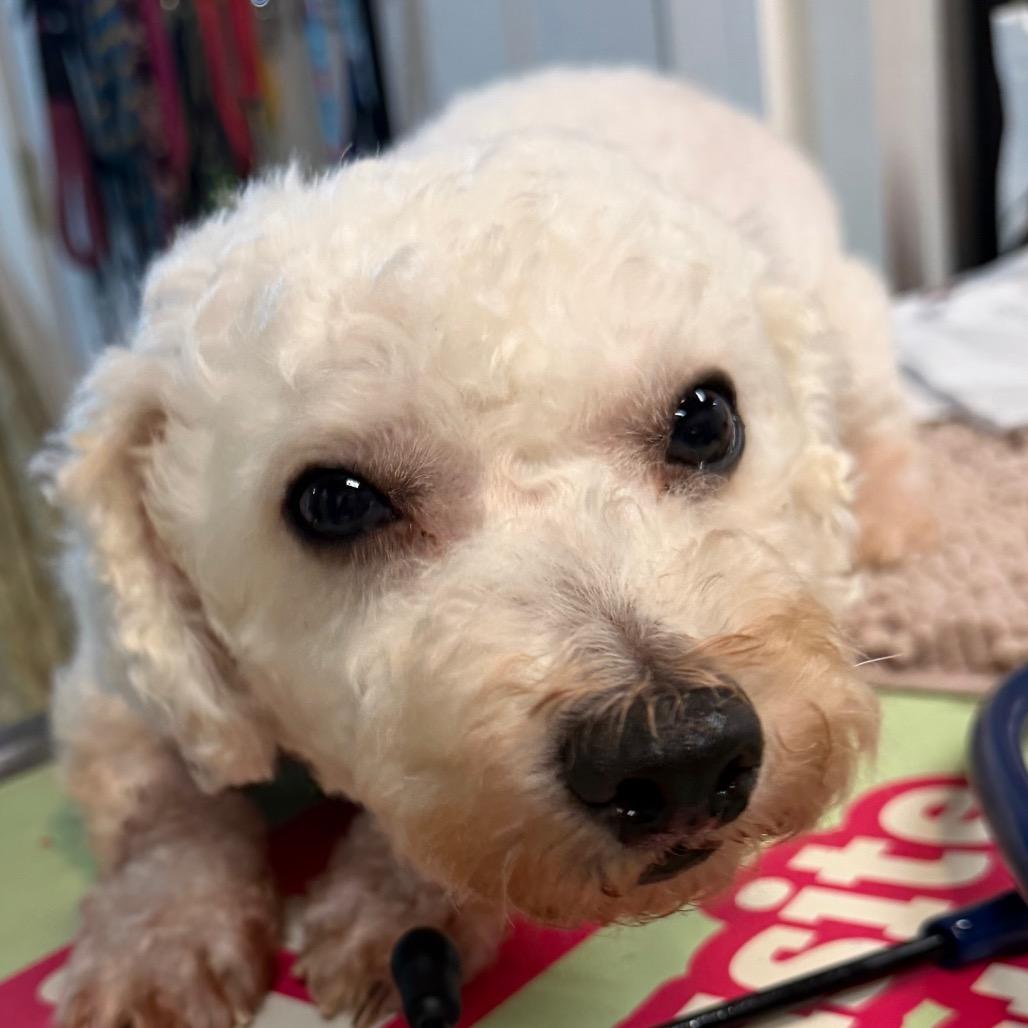 Pop, a Adoptable Bichon Frise in West Chester, PA image 2/4
