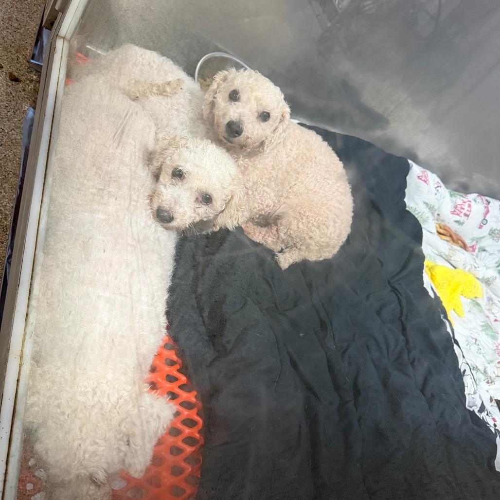Pop, a Adoptable Bichon Frise in West Chester, PA image 3/4